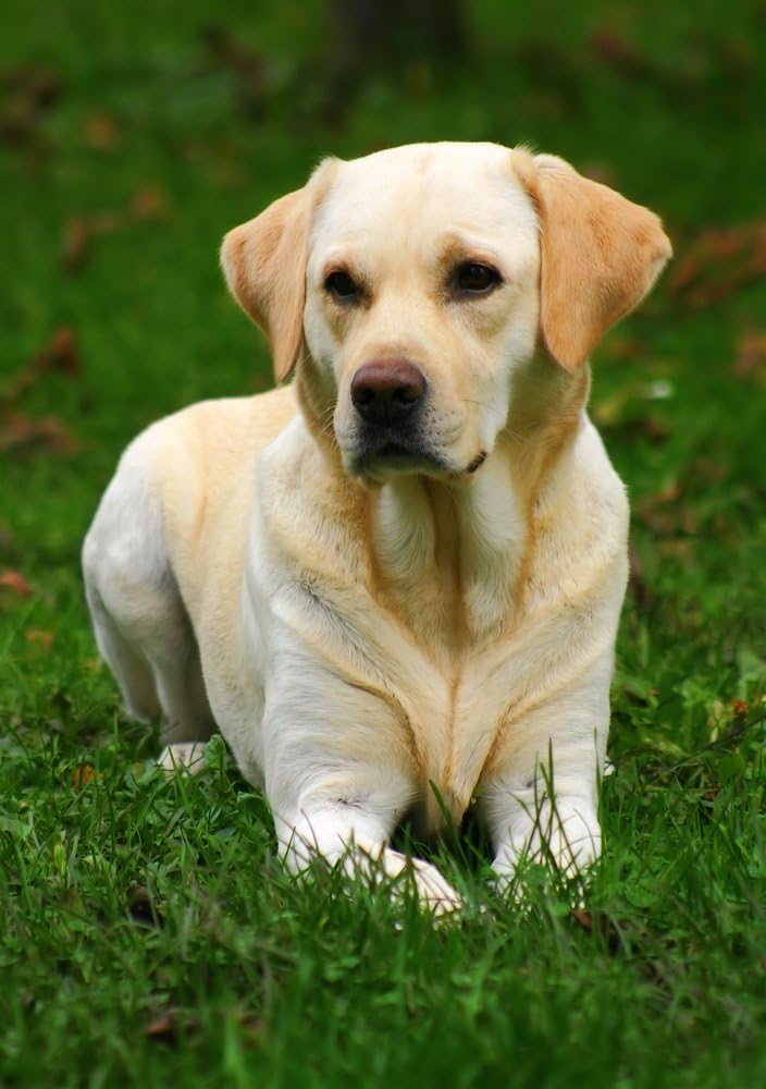 Skinners Complete Dry Dog Food for Puppies & Adult Dogs