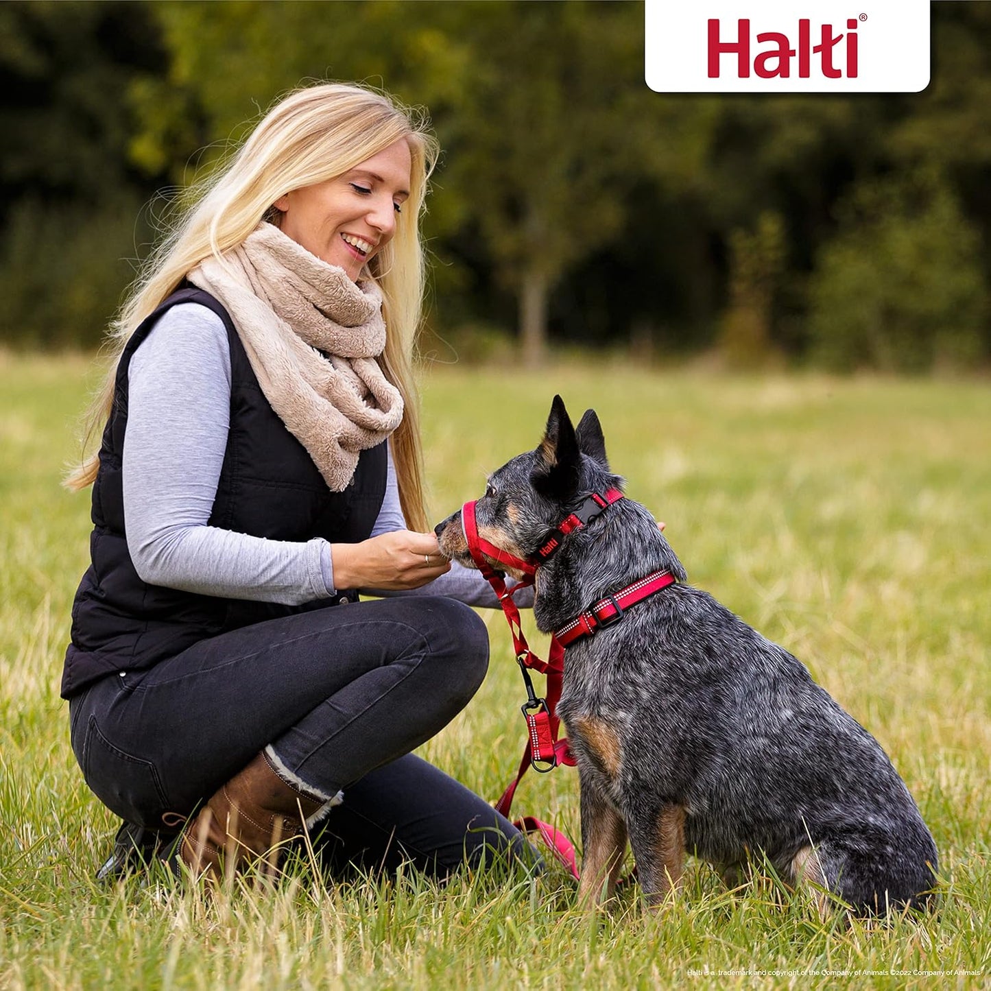 HALTI Headcollar UK Bestselling Dog Head Harness to Stop Pulling on the Lead, Easy to Use, Padded Nose Band, Adjustable & Reflective, Professional Anti-Pull Training Aid for Large Dogs