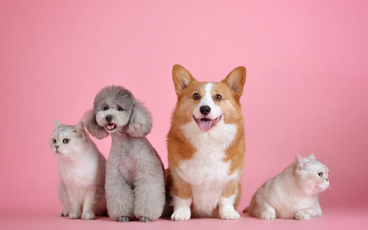 Why every pet owner needs an electric trimmer?(Petloved)