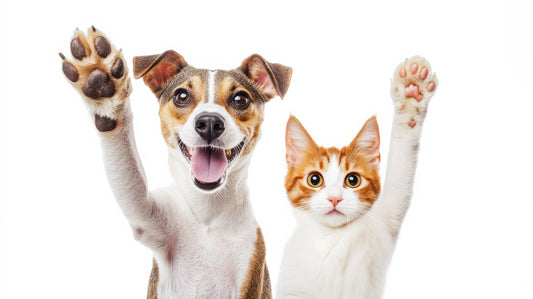 Why YourPets Needs Dental Care