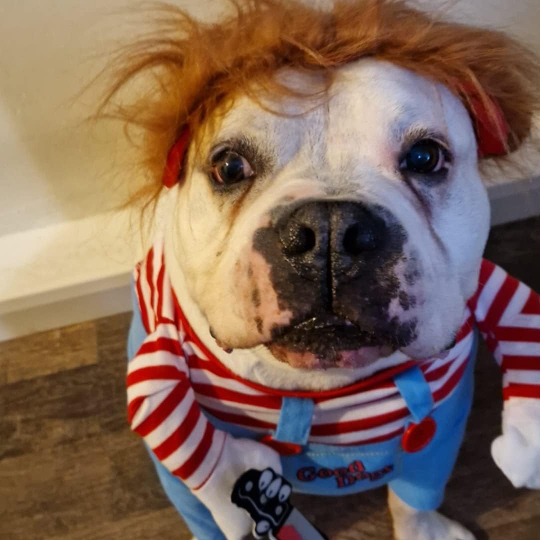 Deadly Doll Dog Clothes, Pets Costume Halloween Cosplay for Dogs, Funny Dog Party Clothes Hat Christmas Costume Dog Party Clothes (L)