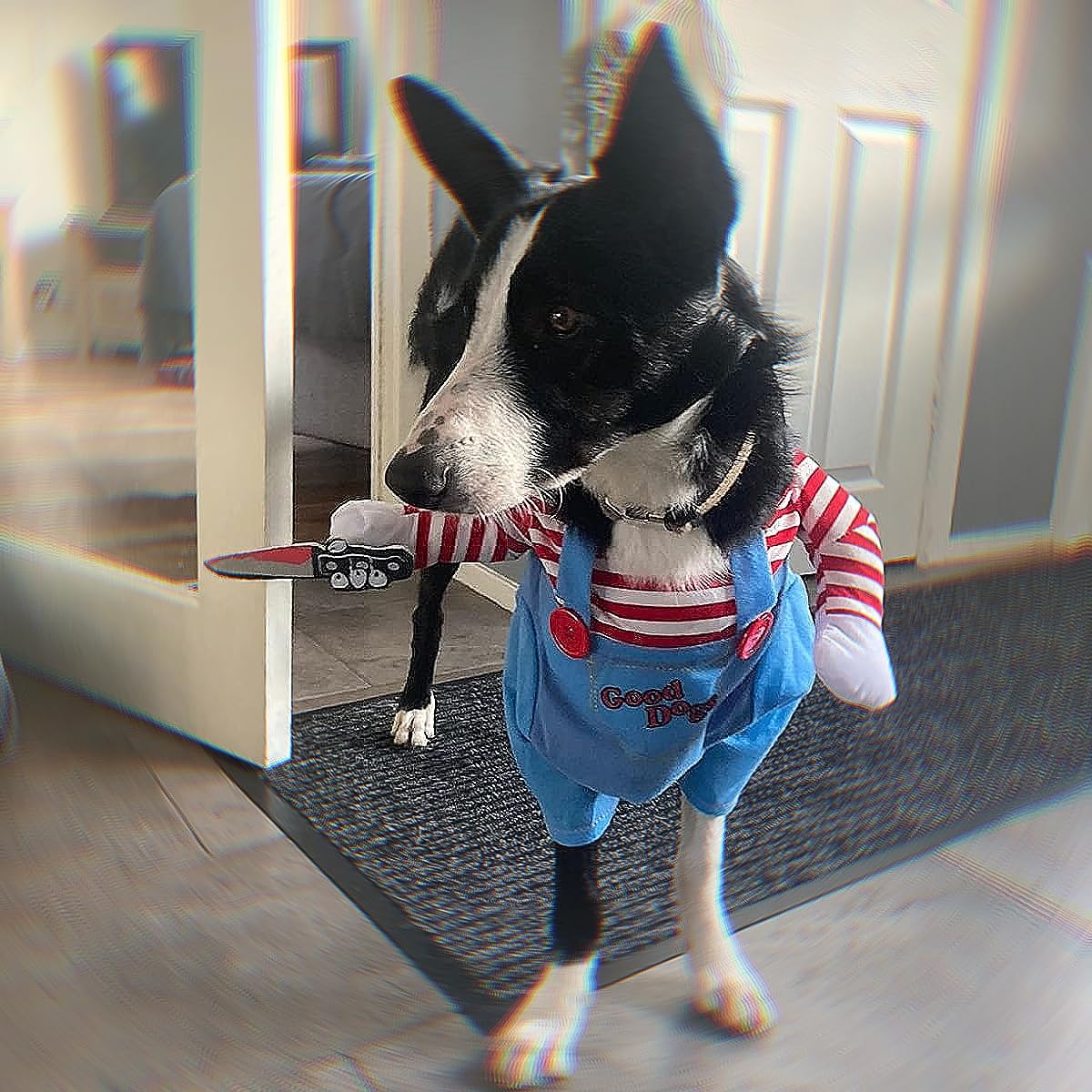 Deadly Doll Dog Clothes, Pets Costume Halloween Cosplay for Dogs, Funny Dog Party Clothes Hat Christmas Costume Dog Party Clothes (L)