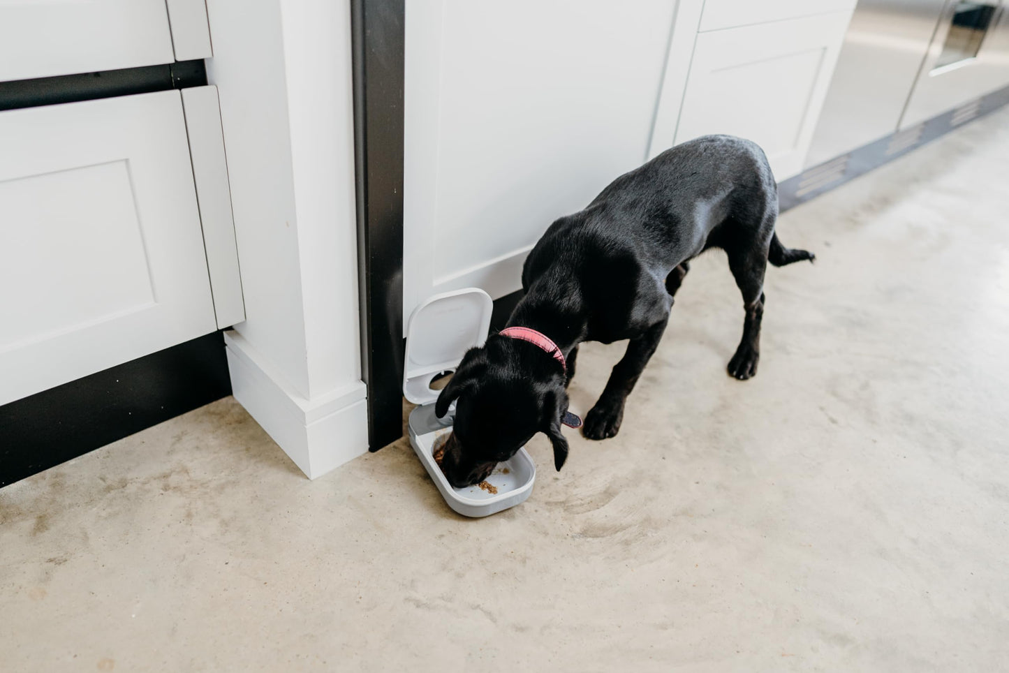 Cat Mate C100 Single Meal Automatic Pet Feeder for Cats and Small Dogs (no ice Pack)