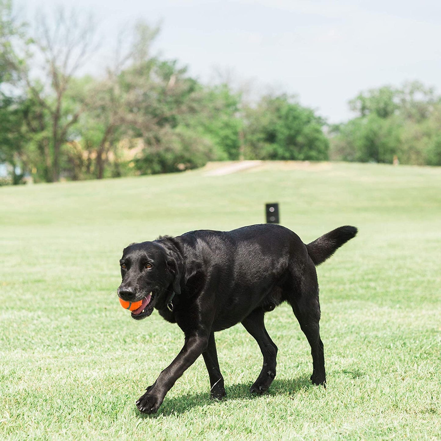 Chuckit! Dog Tennis Ball Dog Toy, Medium (2.5 Inch Diameter) for dogs 20-60 lbs, Pack of 4