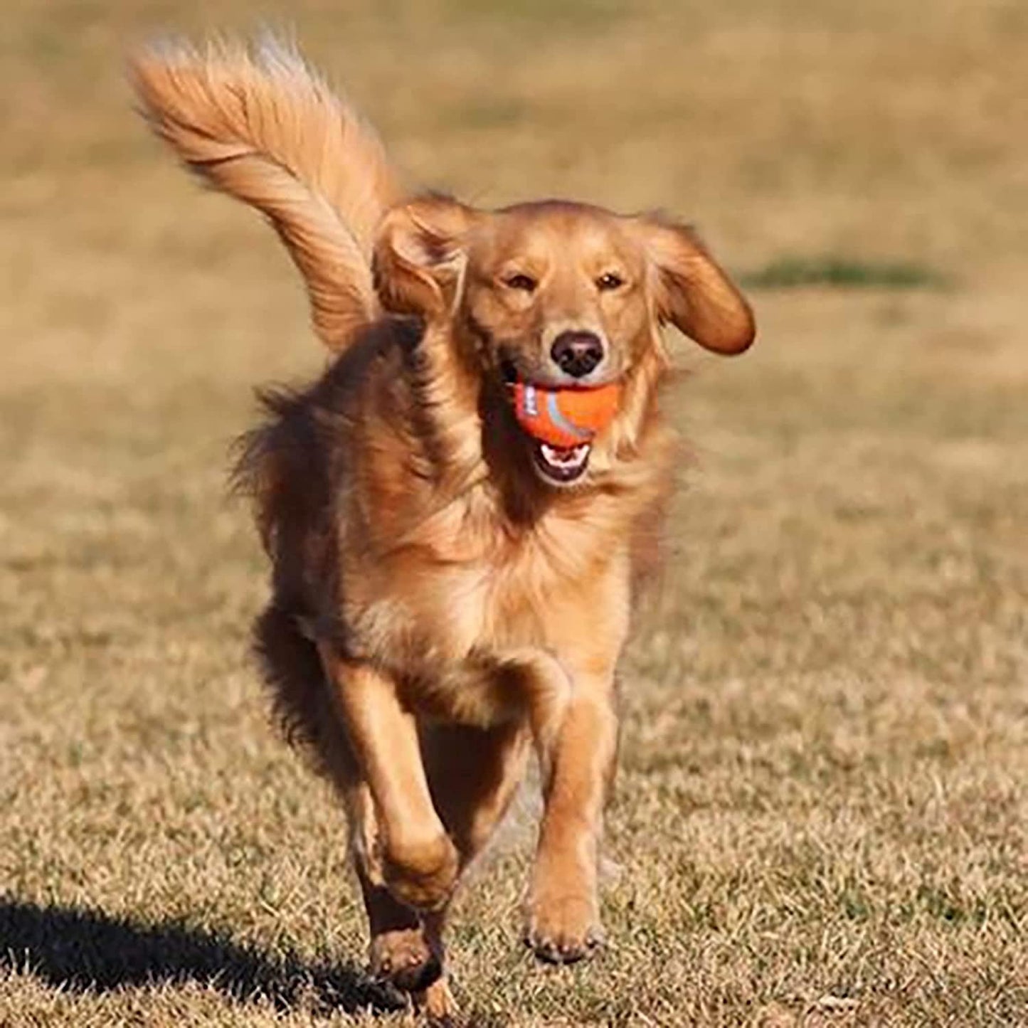 Chuckit! Dog Tennis Ball Dog Toy, Medium (2.5 Inch Diameter) for dogs 20-60 lbs, Pack of 4