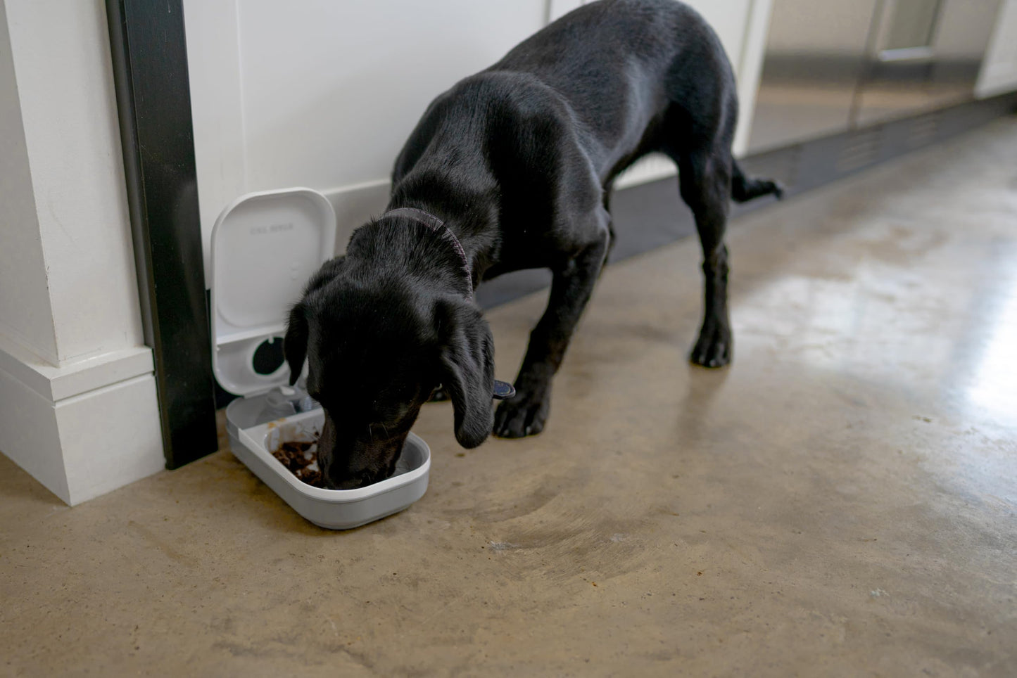 Cat Mate C100 Single Meal Automatic Pet Feeder for Cats and Small Dogs (no ice Pack)