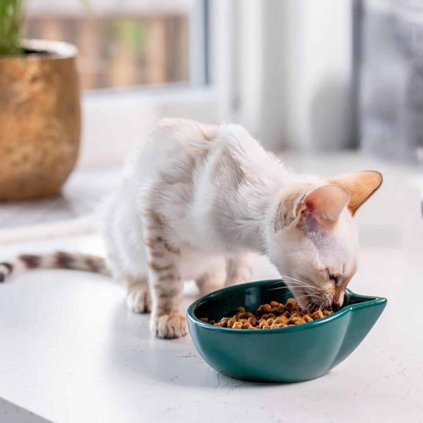 James Wellbeloved Hypoallergenic Kitten Food – Dry & Wet Options | Complete Kitten Nutrition