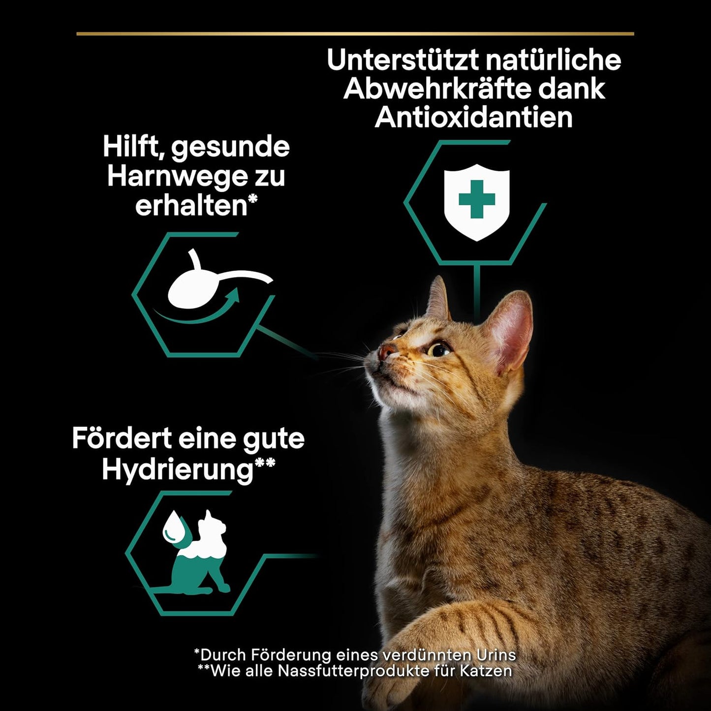 Purina Pro Plan Kitten Healthy Start — Kitten Dry Food | Chicken, Turkey, Duck, Ocean Fish, Delicate Digestion