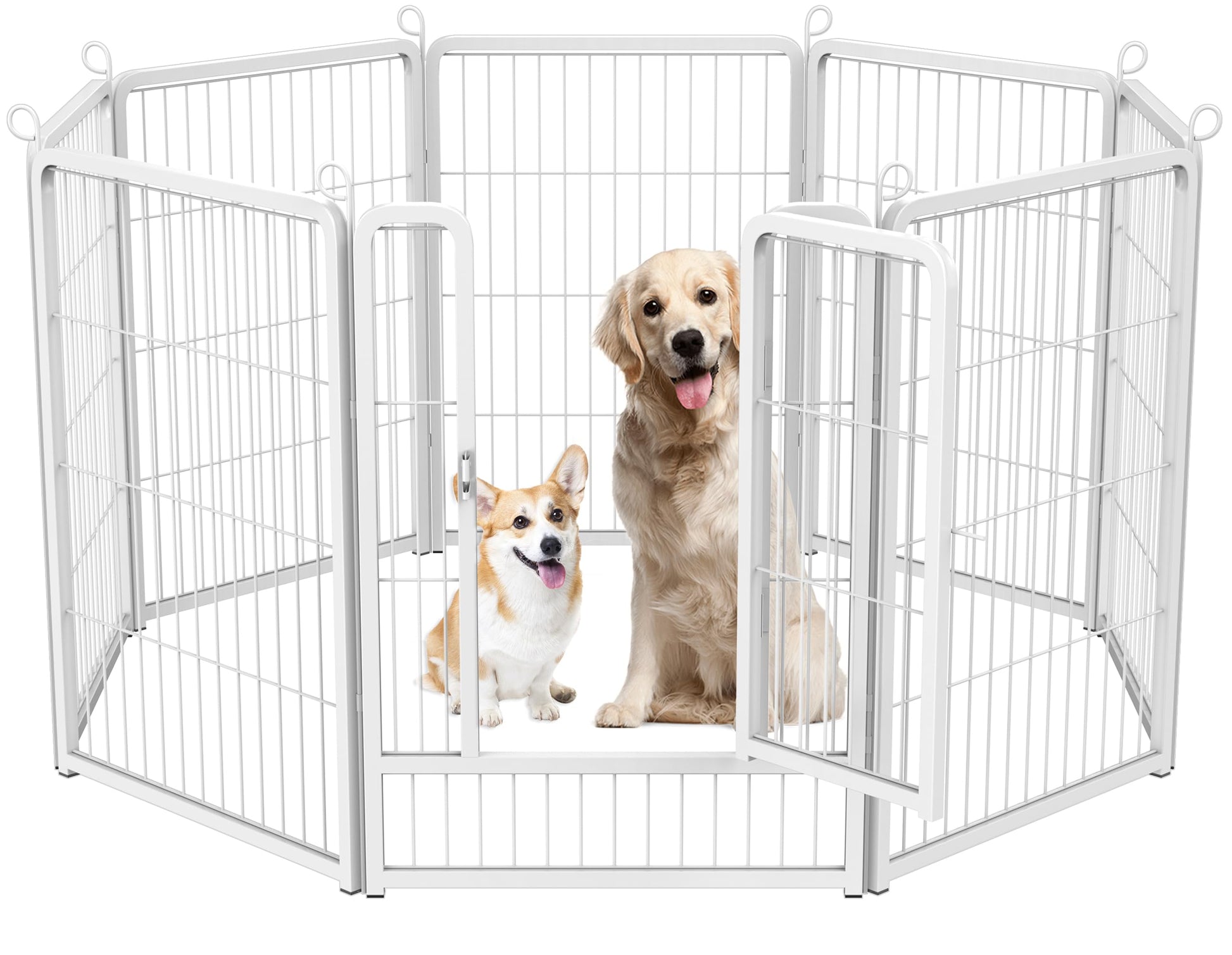 Two dogs inside a white metal pet playpen on a white background