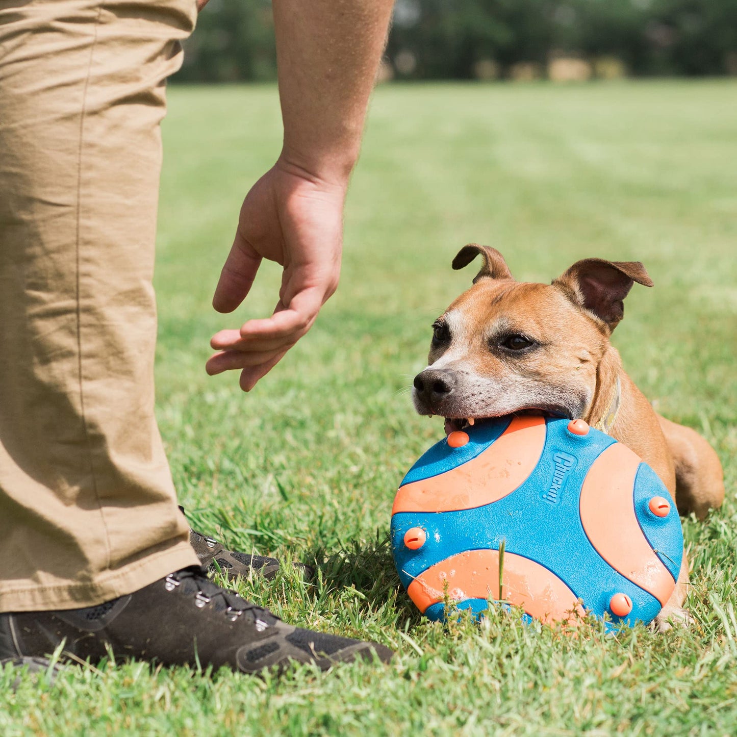 Chuckit! Whistle Flight Outdoor Dog Toy, Orange and Blue