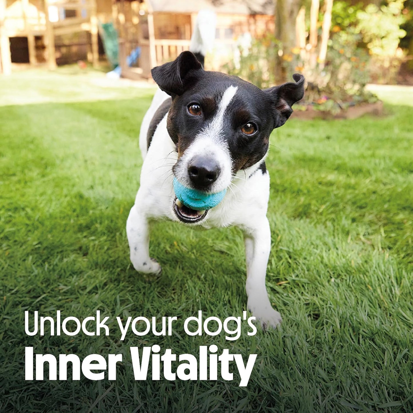 Tails.com Inner Vitality Dry Dog Food – Complete Nutrition for Puppy, Adult & Mature Dogs