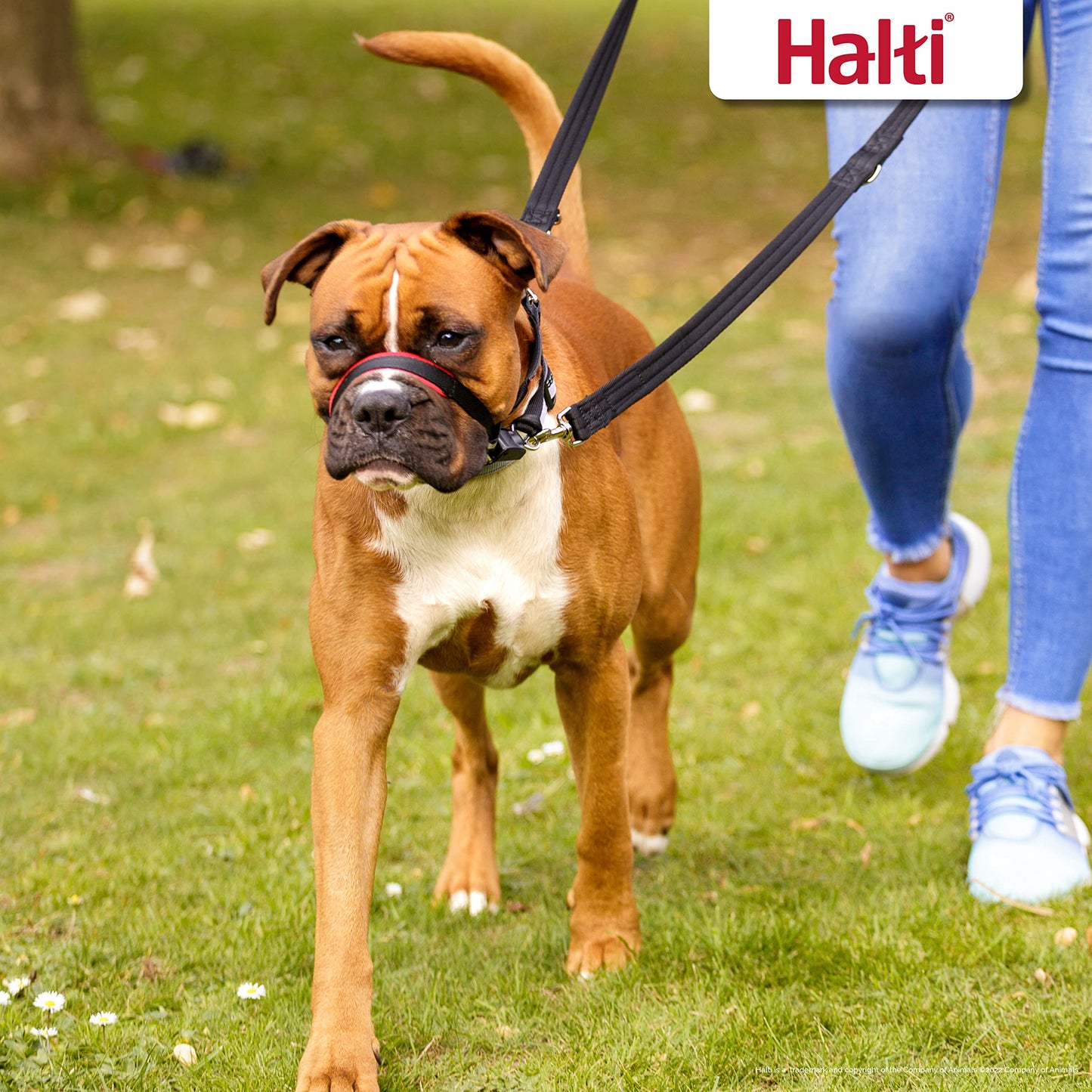 HALTI Optifit Headcollar - To Stop Your Dog Pulling on the Leash. Adjustable, Reflective and Lightweight, with Padded Nose Band. Dog Training Anti-Pull Collar for Small Dogs (Size Small)
